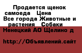 Продается щенок самоеда › Цена ­ 15 000 - Все города Животные и растения » Собаки   . Ненецкий АО,Щелино д.